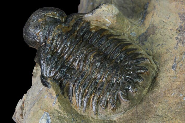 Bubble-Nose Actinopeltis Trilobite - Jbel Ougnate, Morocco #165923